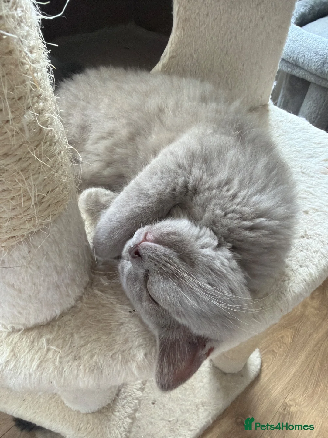 British Shorthair cats for sale: GCCF LILAC BRITISH SHORTHAIR  - Advert 2