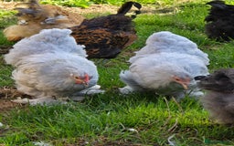 Chickens poultry for sale: Pekin Bantam Pullets POL  - Image 3