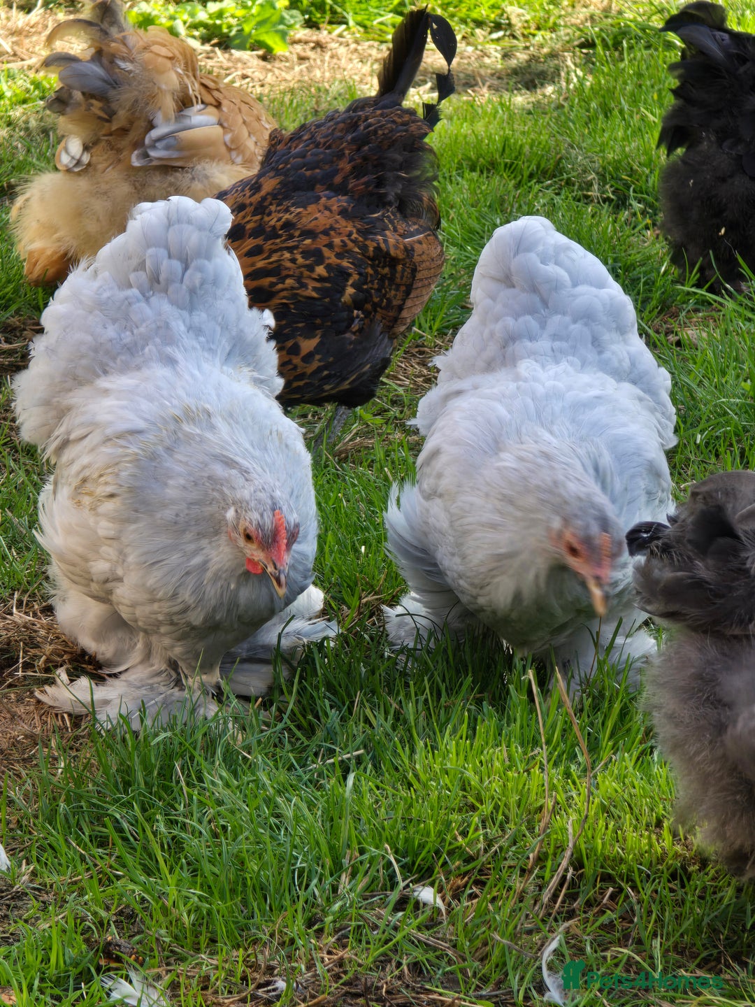 Chickens poultry for sale: Pekin Bantam Pullets POL  - Image 3