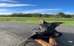 German Shepherd dogs for sale: 3 month old female German Shepherd - Image 1