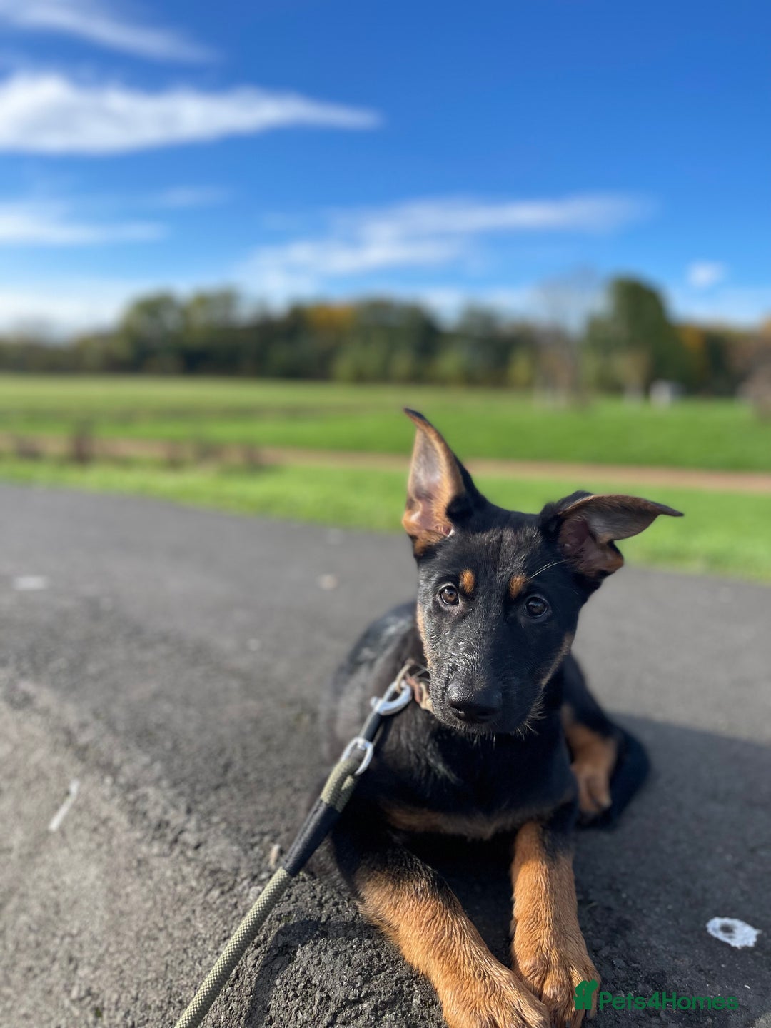German Shepherd dogs for sale: 3 month old female German Shepherd - Image 1
