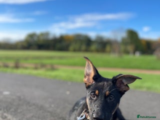 German Shepherd dogs - Advert 2