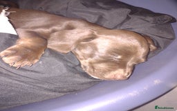 Field Spaniel dogs for sale: Spaniel puppies  - Image 3