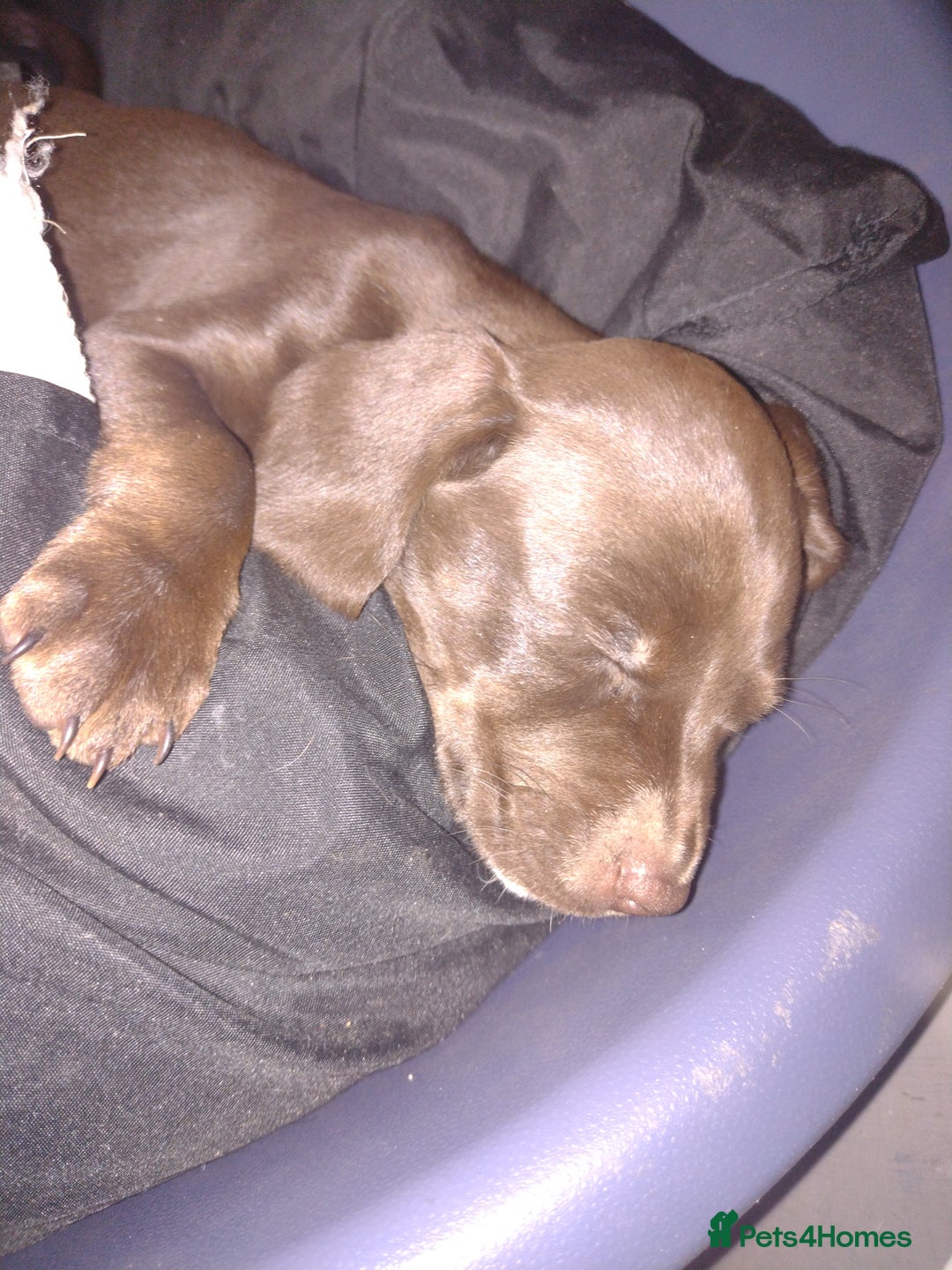 Field Spaniel dogs for sale: Spaniel puppies  - Image 3