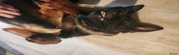 German Shepherd dogs for sale: German shepard  - Advert 3