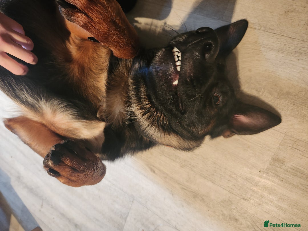 German Shepherd dogs for sale: German shepard  - Advert 3