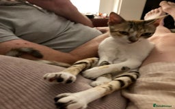 Mixed Breed cats for adoption: PUDDING -INTELLIGENT- CHEEKY GIRL THAT ENTERTAINS - Image 1