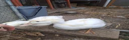 Mixed Breed birds for sale: 2x cherry valley in Guisborough - Advert 1