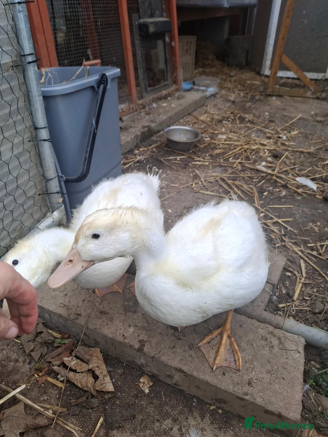 Mixed Breed birds for sale: 2x cherry valley in Guisborough - Advert 1