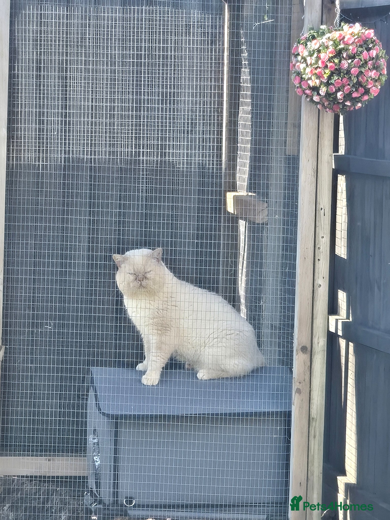 British Shorthair cats Cream of la crop! Blood group B. GCCF/TICA reg  - Advert 1