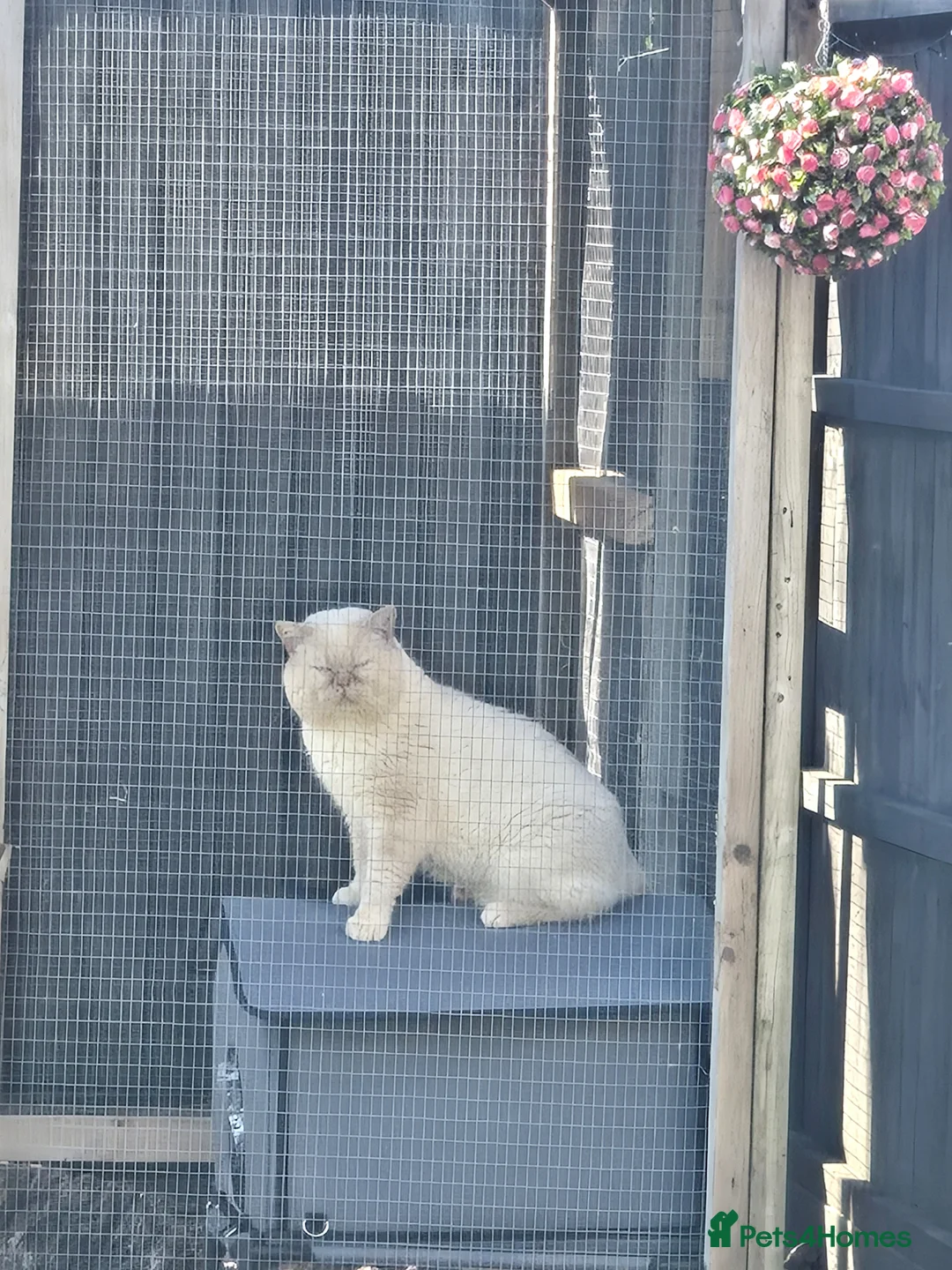 British Shorthair cats for stud: Cream of la crop! Blood group B. GCCF/TICA reg  - Advert 2