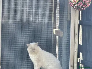 British Shorthair cats Cream of la crop! Blood group B. GCCF/TICA reg - Advert 1