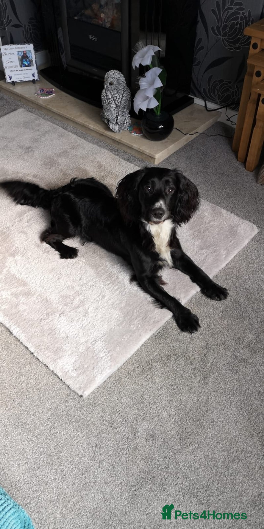 Cocker Spaniel dogs for sale: Beautiful Cocker Puppies - Image 2