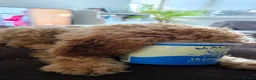 Cockapoo dogs for sale: Cockapoo Puppy – Friendly and Healthy in Kingston upon Thames - Advert 4