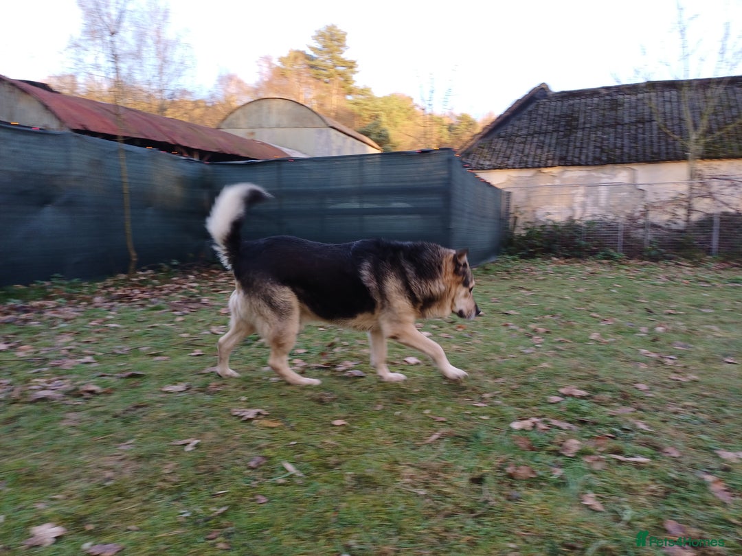 Mixed Breed dogs for adoption: 🐶Really… does nobody want to give me a chance? 💔 - Advert 3