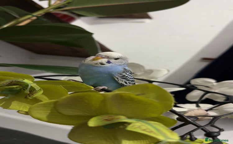 Budgerigars birds - Advert 1