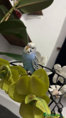 Budgerigars birds - Advert 5