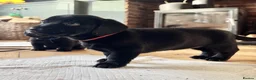 Mixed Breed dogs for sale: Breaking News: The impossible has happened. - Advert 2