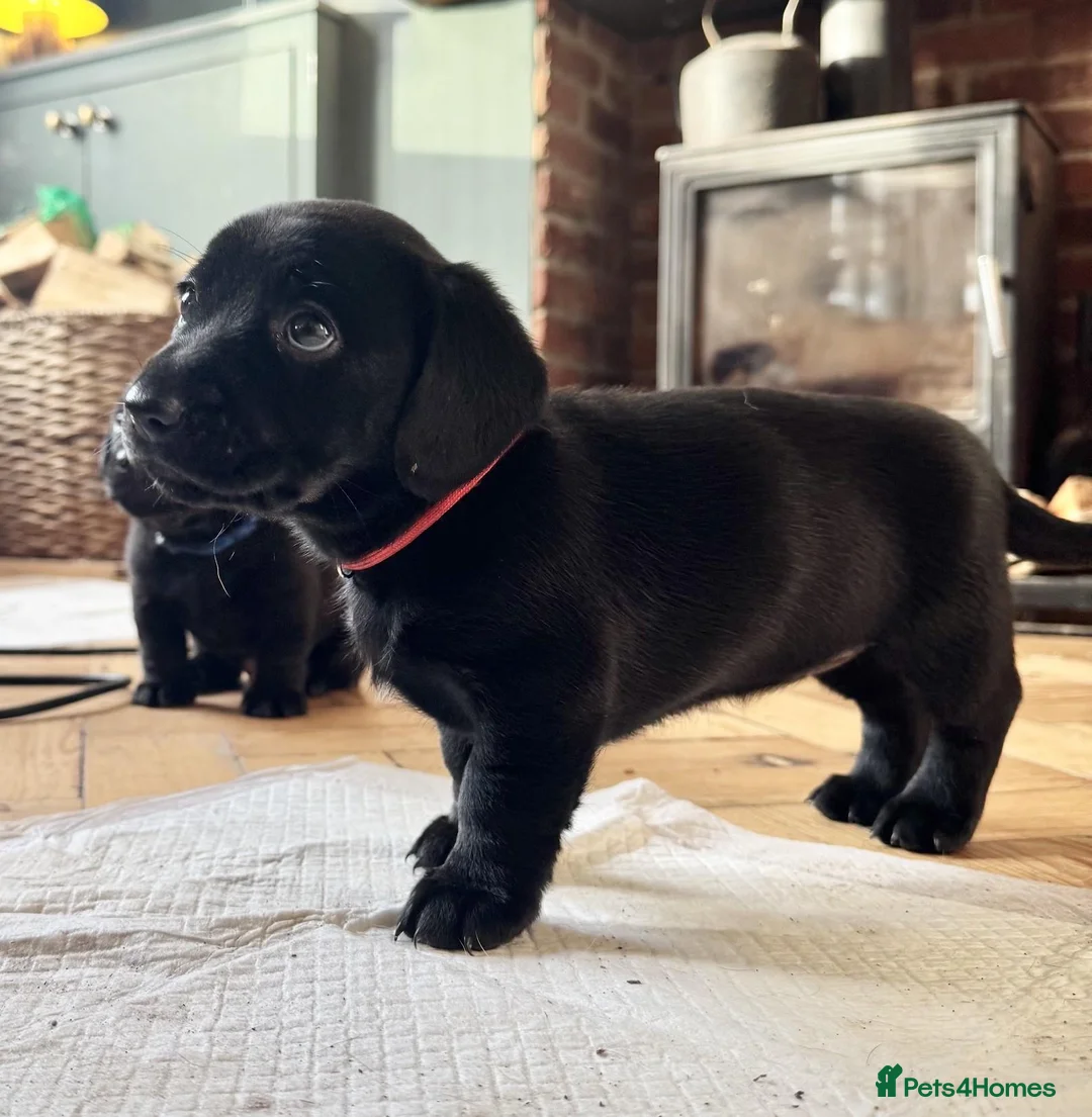 Mixed Breed dogs for sale: Breaking News: The impossible has happened. - Advert 2