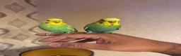 Budgerigars birds for sale: SUPER SILLY TAME BUDGIES FOR SALE WITH CAGE in Solihull - Advert 5