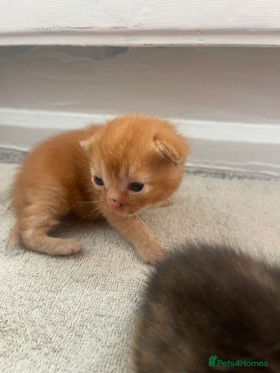 Mixed Breed cats for sale: Beautiful kittens  - Image 19