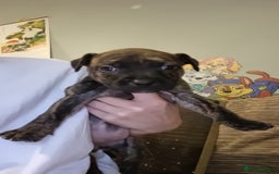 Mixed Breed dogs for sale: 3 boys left! Staff x Puppies  - Image 3