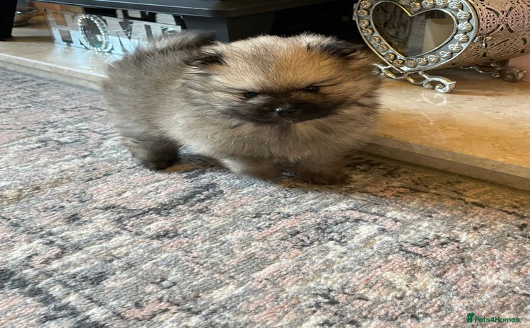 Pomeranian dogs - Advert 1