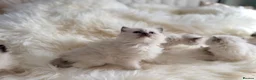 Ragdoll cats for sale: Beautiful kittens from Champion lines TICA  - Advert 5