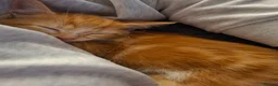 Mixed Breed cats for sale: Rare ginger female kitten - Advert 4
