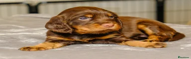 Sprocker 8