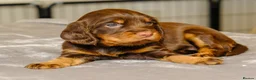 Sprocker dogs for sale: Gorgeous Sprocker Spaniel Puppies - Advert 4