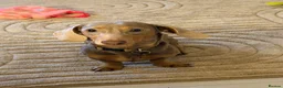 Miniature Dachshund dogs for stud: Enzo Miniature dachshund  - Advert 4