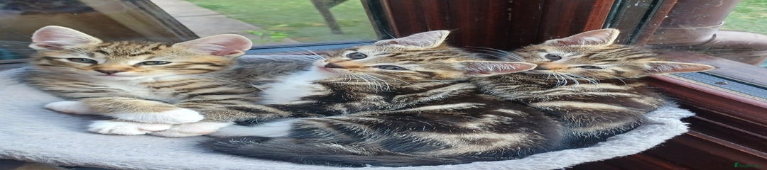 Mixed Breed Kitten 1