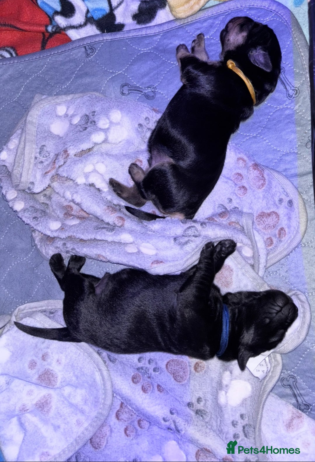 Goldador dogs for sale: Stunning Black Lab/Golden Retriever Puppies - Advert 5