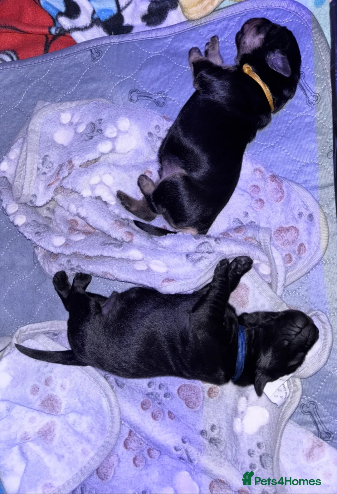 Goldador dogs for sale: Stunning Black Lab/Golden Retriever Puppies - Advert 8