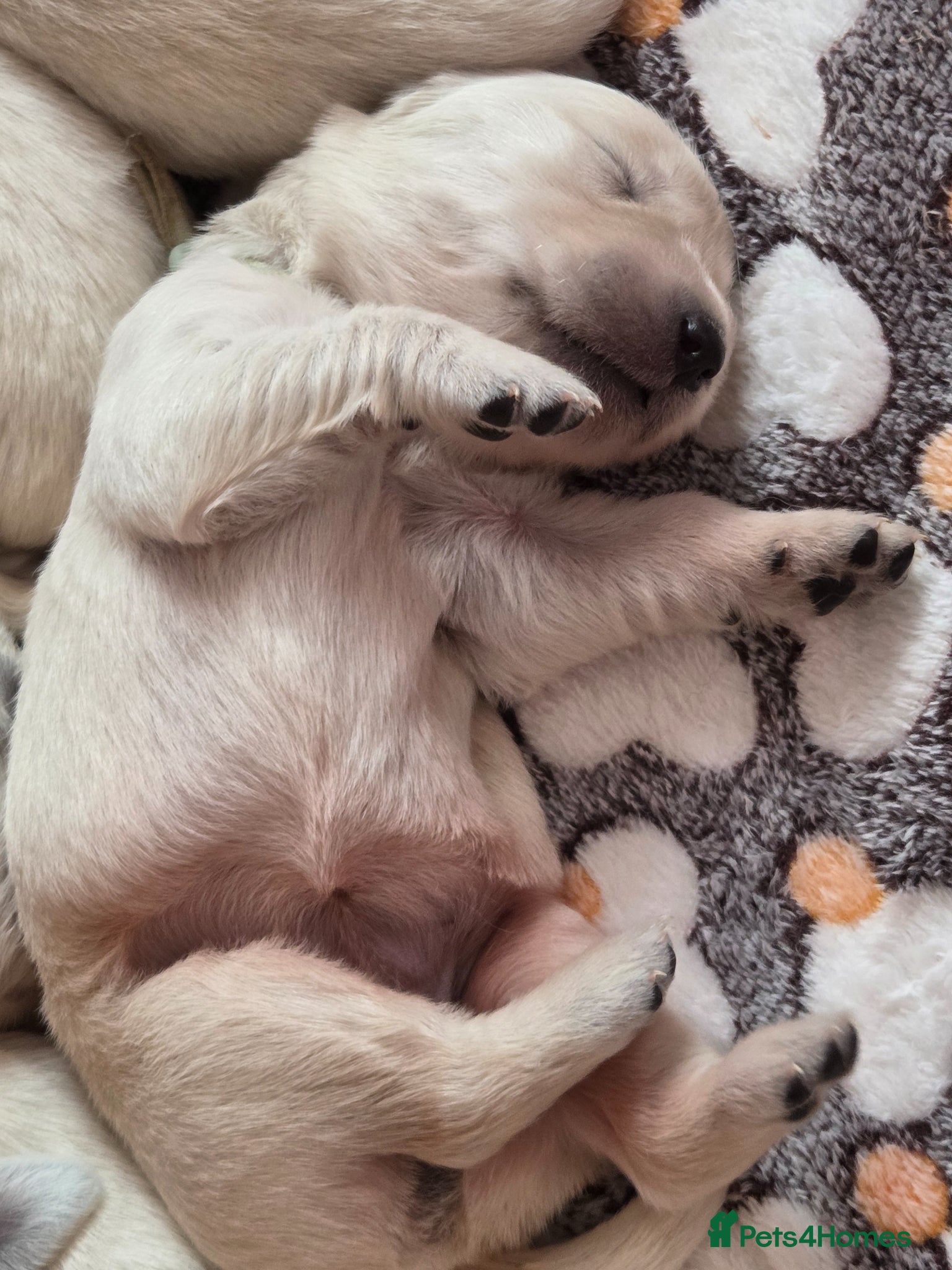 Golden Retriever dogs Beautiful KC Golden Retriever Puppies- Cream/White - Advert 10