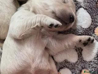 Golden Retriever dogs Beautiful KC Golden Retriever Puppies- Cream/White - Advert 10