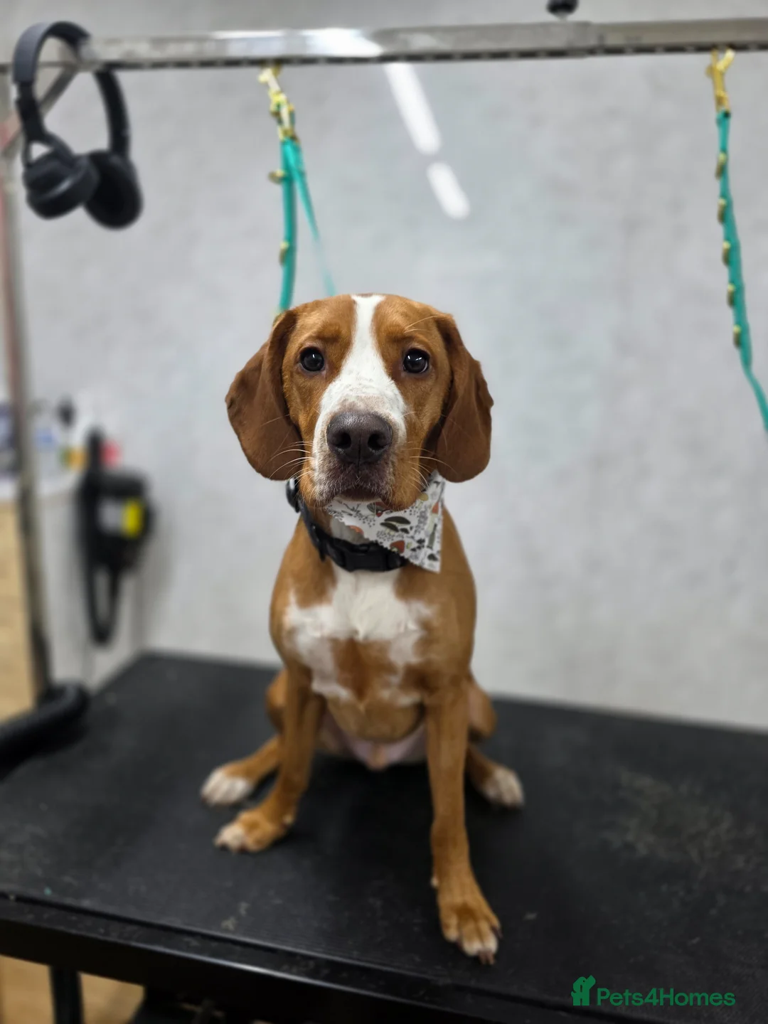 Mixed Breed dogs for sale: Reggie - Advert 1