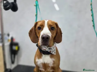 Mixed Breed dogs Reggie - Advert 1