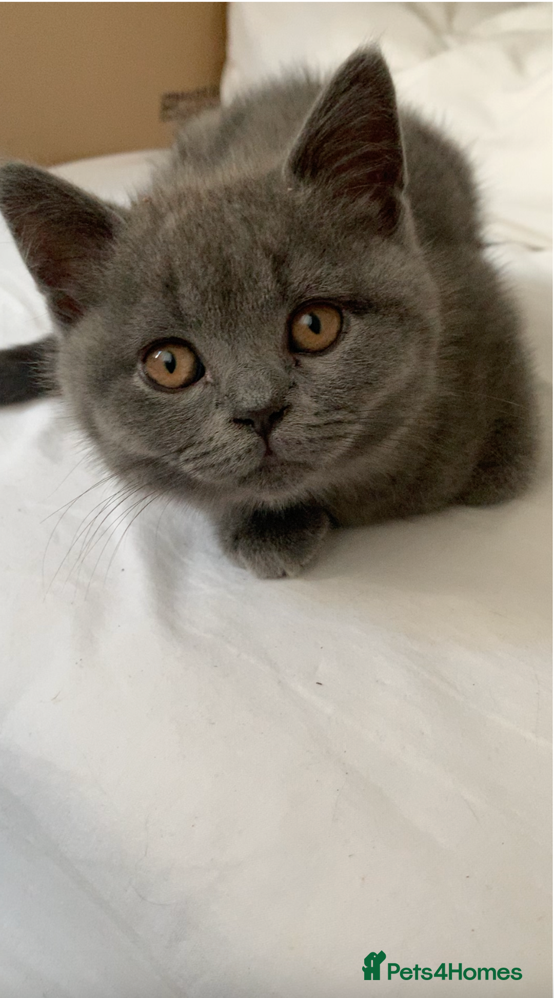 British Shorthair cats for sale: British Shorthair Blue Kittens 💛 Raised with Love - Advert 11