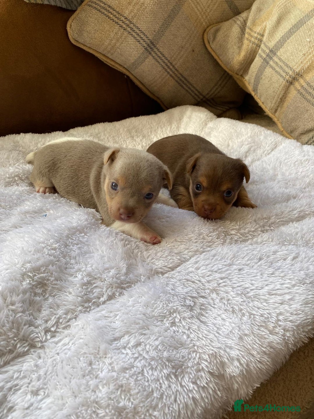 Jack Russell dogs for sale: Gorgeous Miniature Jack Russell Puppies For Sale - Image 2