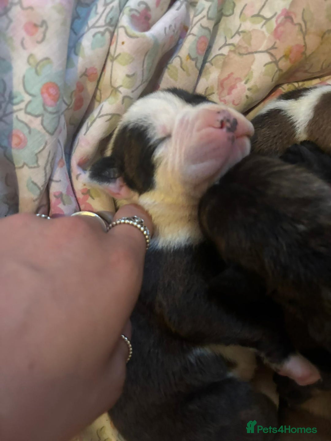 American Bulldog dogs for sale: American bulldog pups for sale - Advert 12