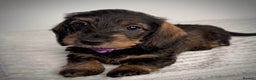 Miniature Dachshund dogs for sale: KC Reg Wire Haired Miniature Dachshund Puppies  - Advert 14