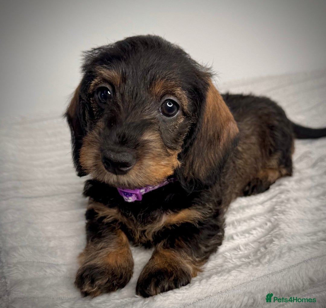 Miniature Dachshund dogs for sale: KC Reg Wire Haired Miniature Dachshund Puppies  - Advert 14