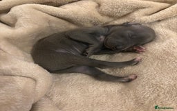 Italian Greyhound dogs for sale: KC Italian Greyhound Puppies  - Image 14