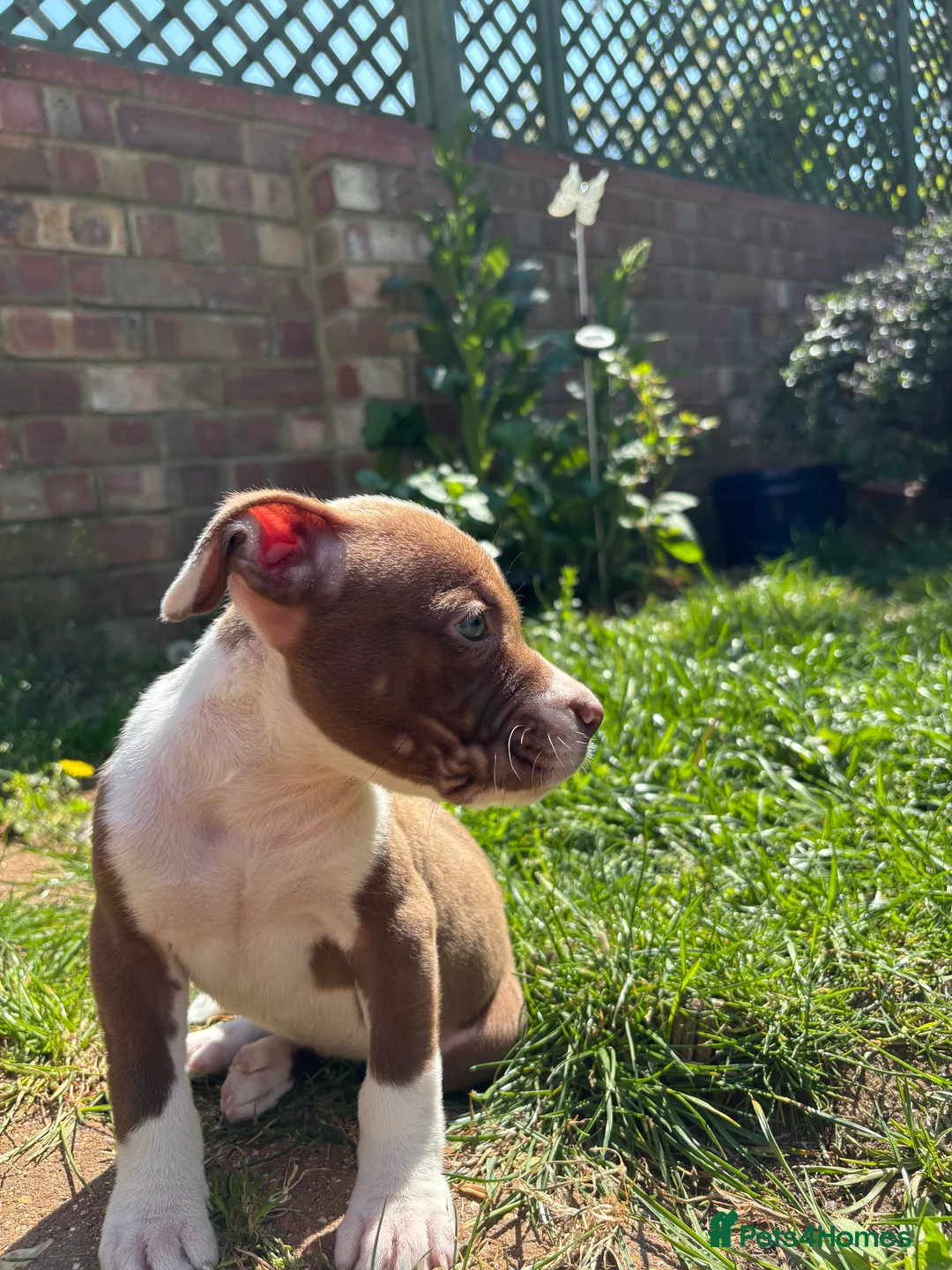 Mixed Breed dogs for sale: Bullog x amstaff puppy - Advert 2