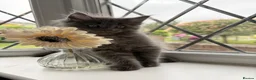 Ragcoon cats for sale: Last of litter affectionate playful Ragcoon baby  - Advert 23