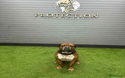 Mixed Breed dogs for sale: Duke  - Image 2