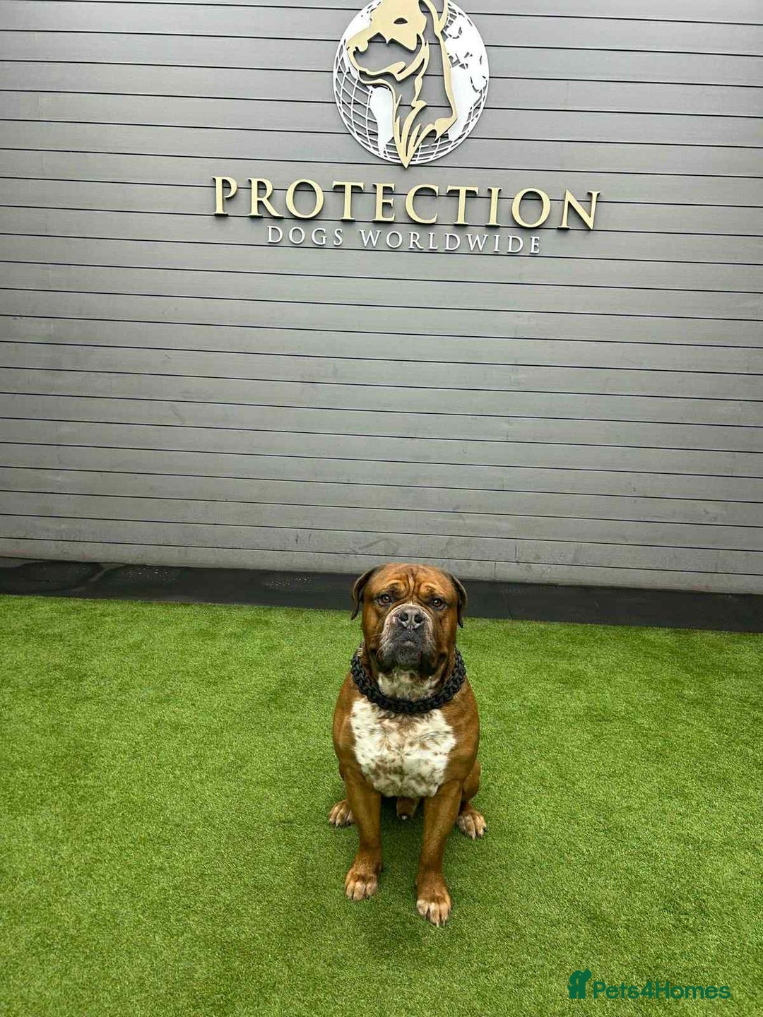 Mixed Breed dogs for sale: Duke  - Image 2