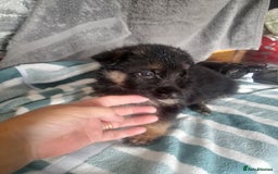 German Shepherd dogs for sale: Beautiful German shepherd pups - Image 6